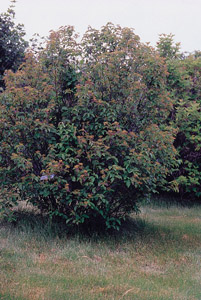 Arrowwood Viburnum in the landscape